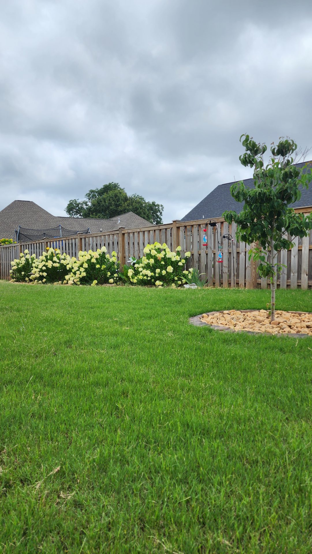 Backyard with decorative plants and tree.