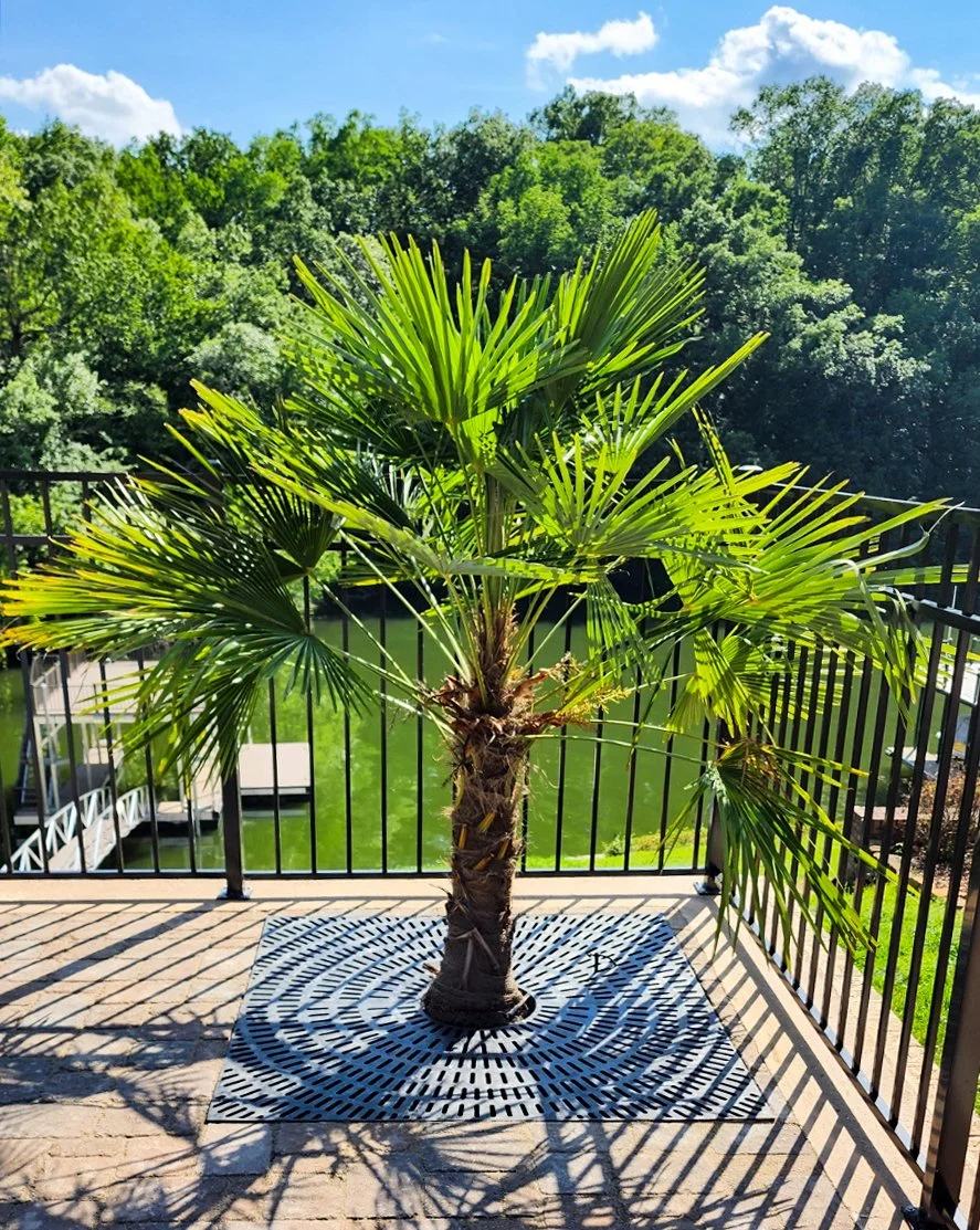 Palm tree on a lakeside patio