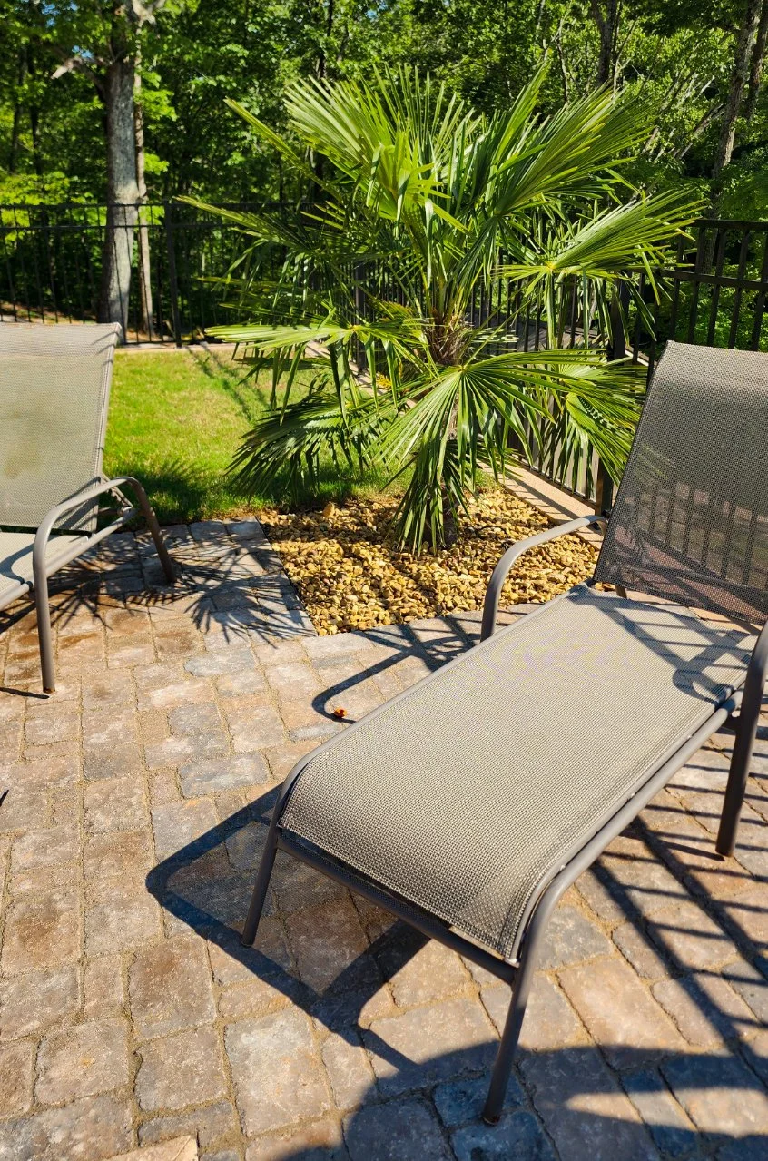 Patio chairs and palm plant outdoors
