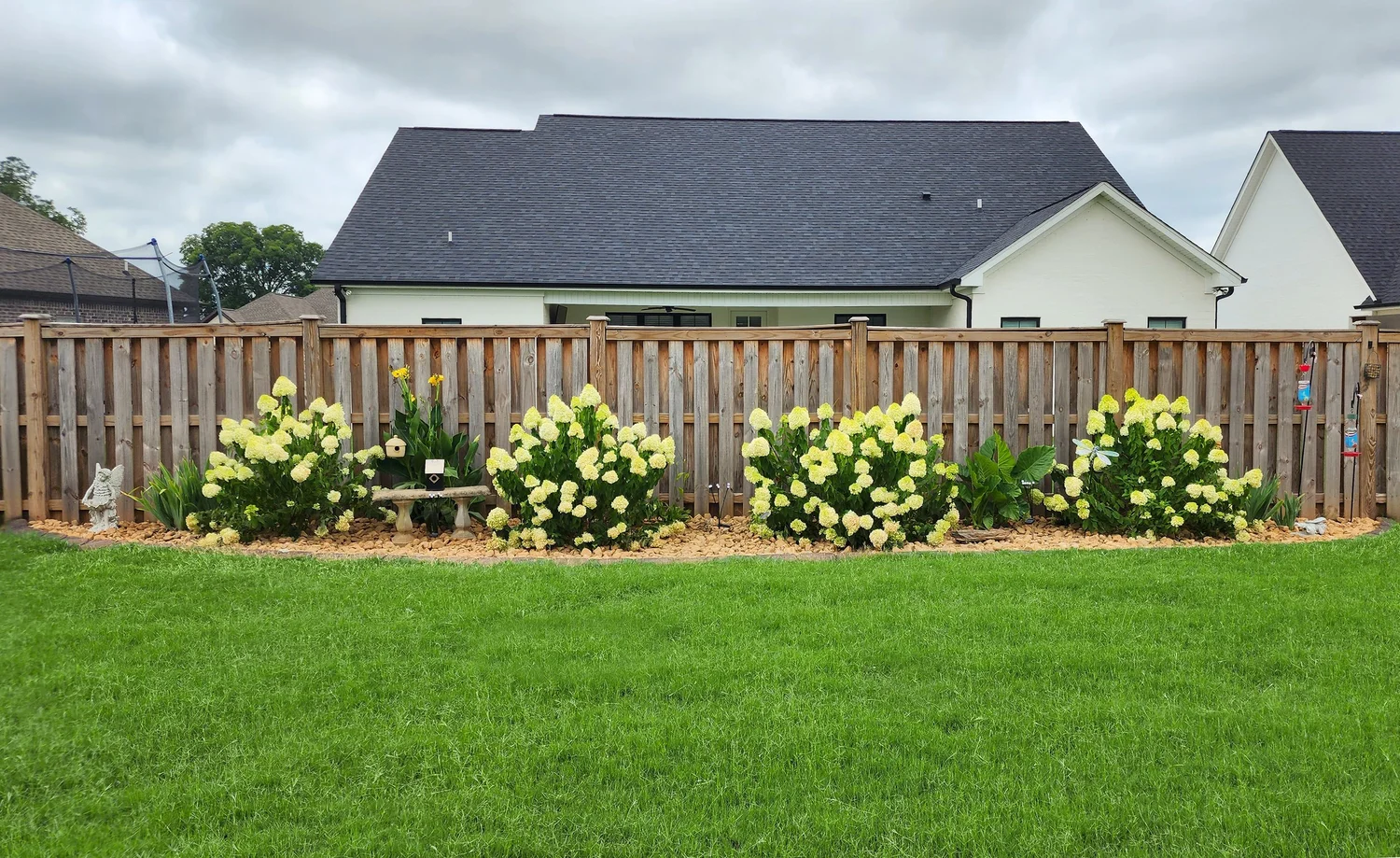 Beautiful garden with hydrangeas by a wooden fence