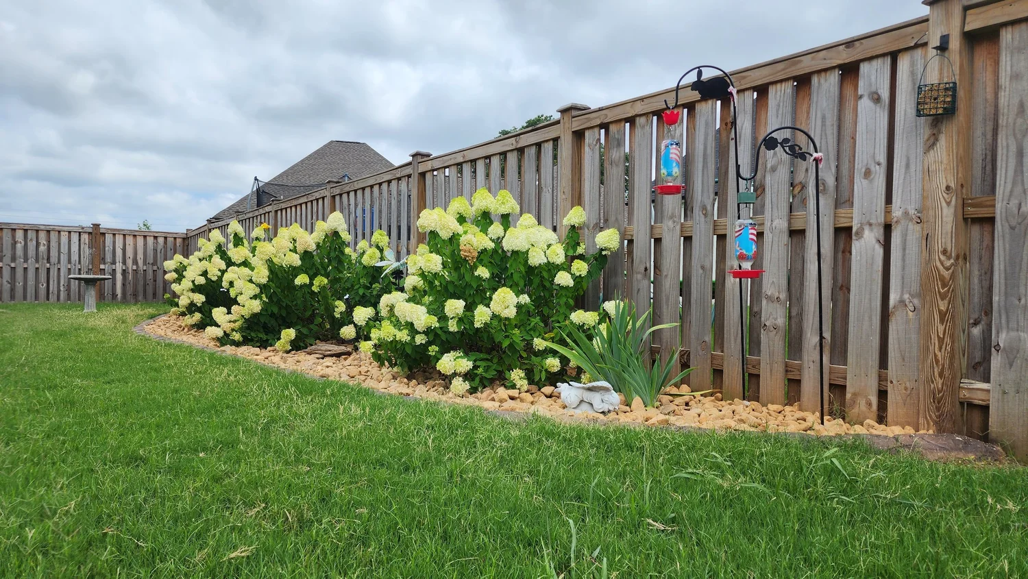 Backyard garden with hydrangeas and bird feeders.