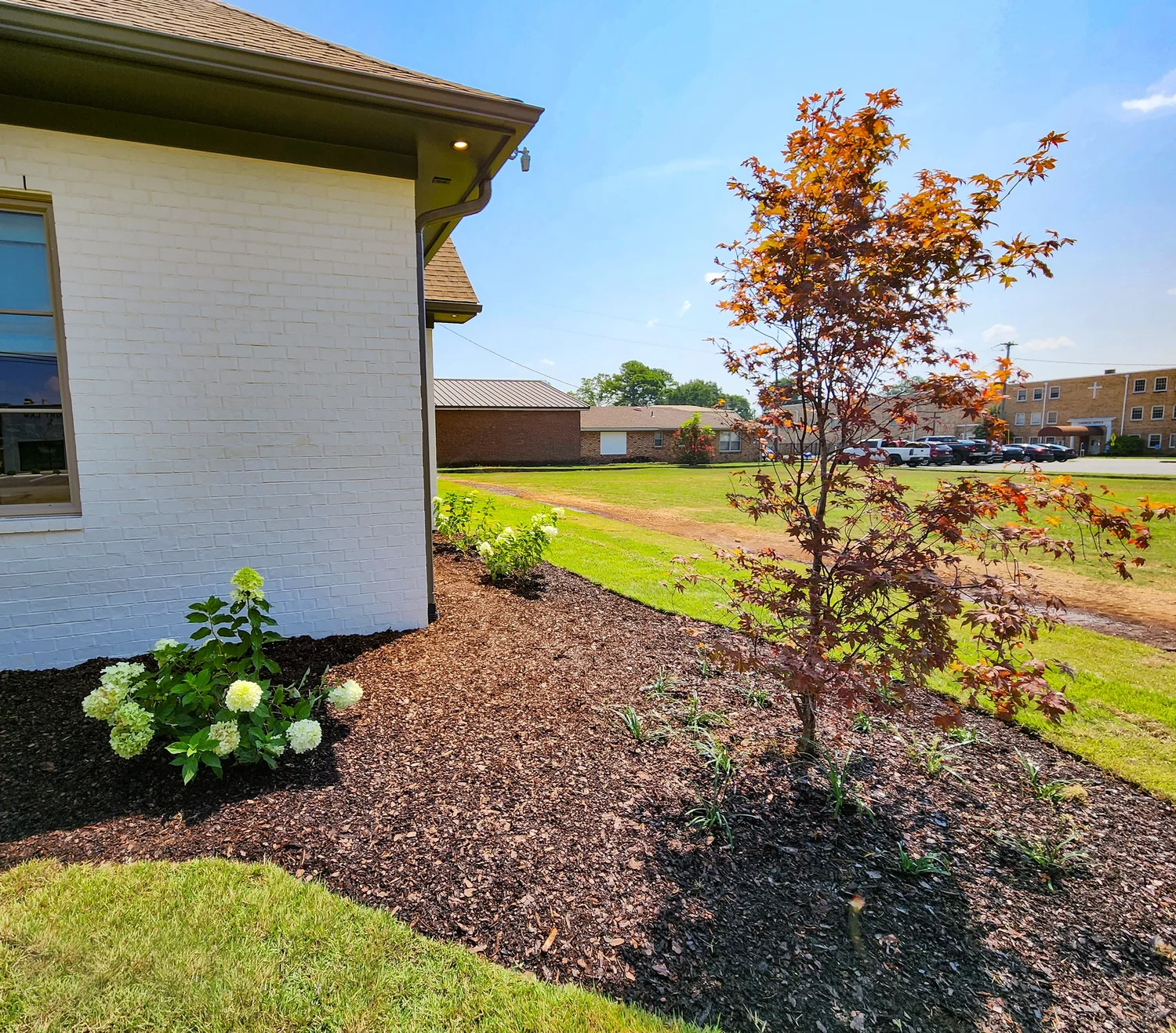 Landscaped garden with tree and hydrangeas