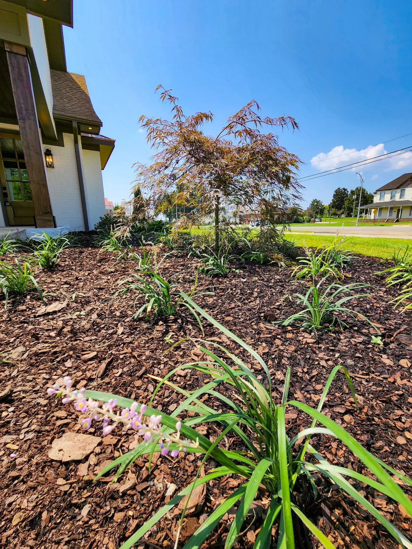 Small landscaped garden with new sapling