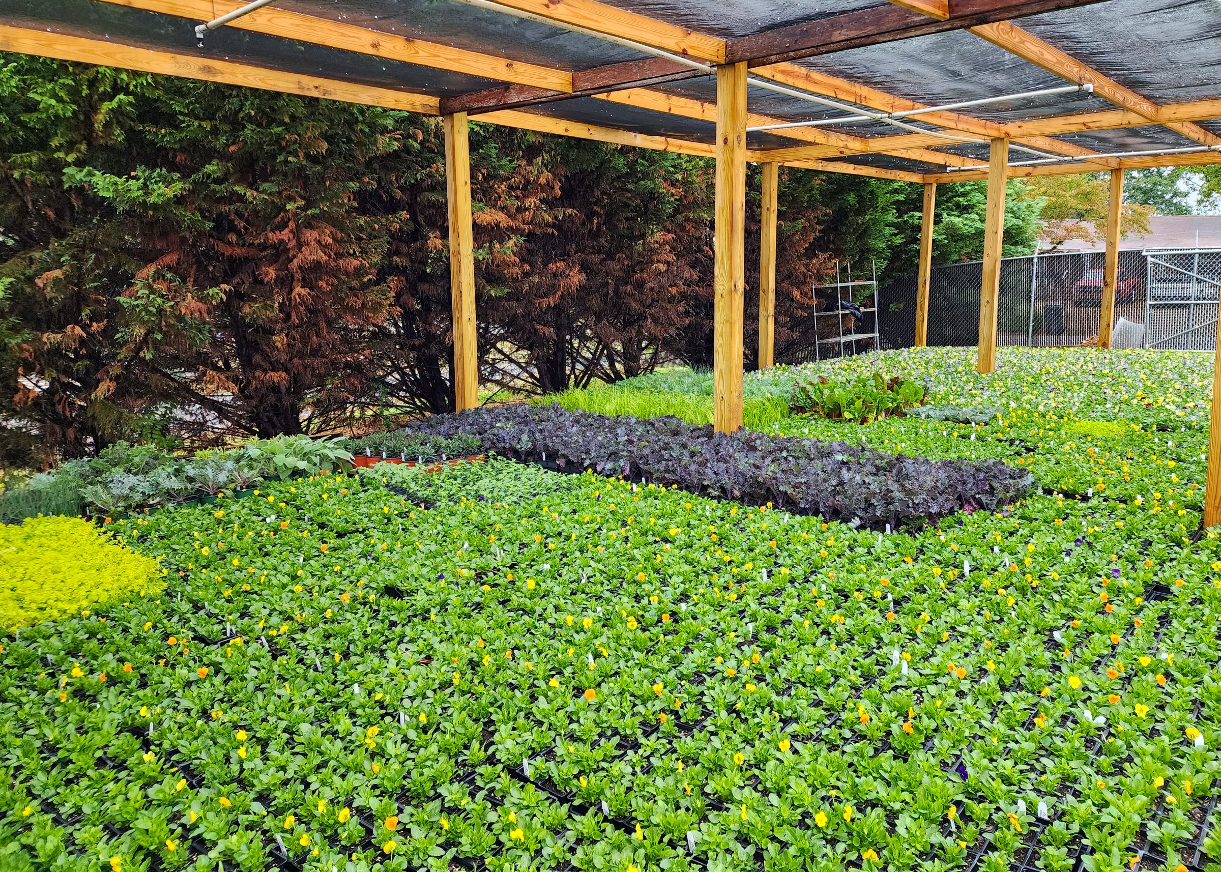 Greenhouse with rows of seedlings