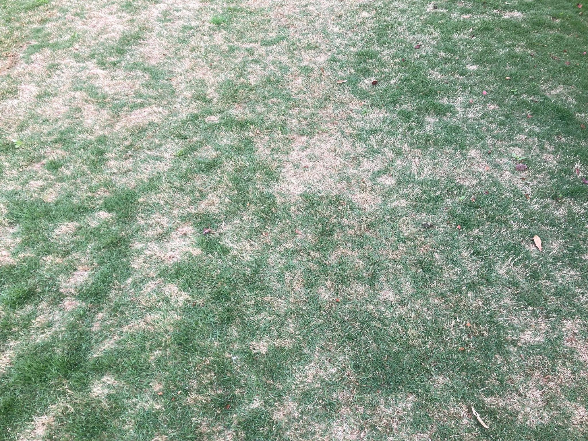 Patchy green and brown grass lawn