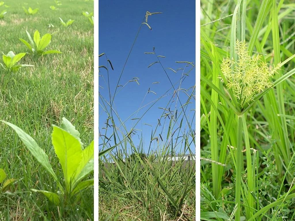 Three types of weeds in grass