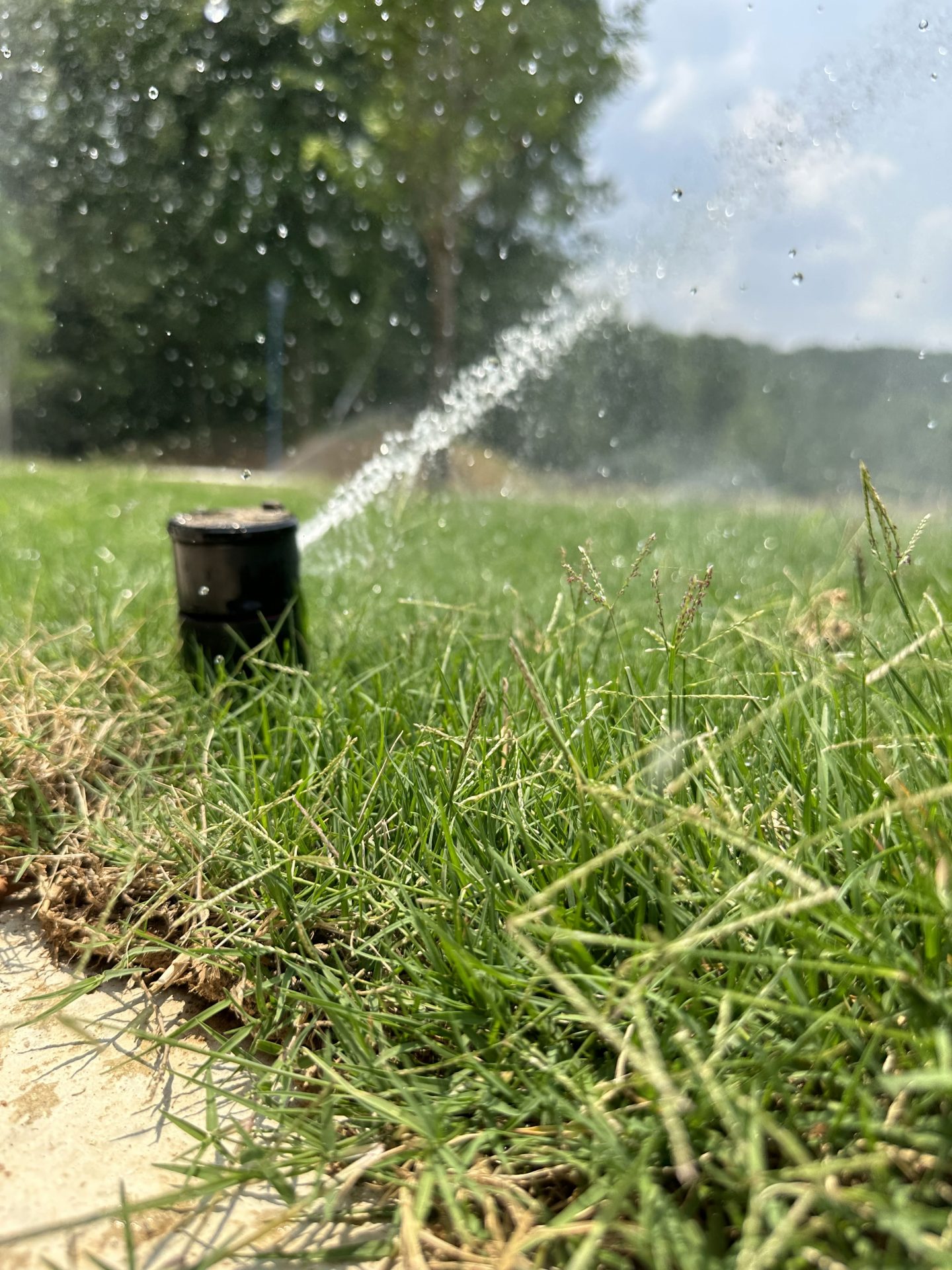 Sprinkler watering green lawn