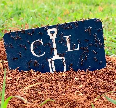Ants swarm over a CIL sign on soil